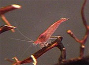 ecological system shrimp