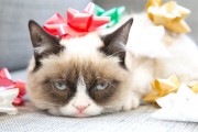 Grumpy-Cat-Humbug