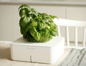 click-and-grow
