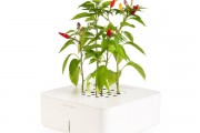 click-and-grow-chili