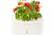 click-and-grow-tomoato